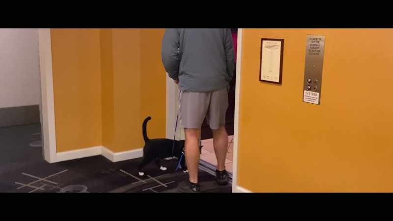 As soon as he hears the ding, he gets closer to the door