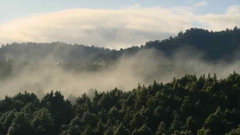 As spring arrives, strange calls echo through the trees