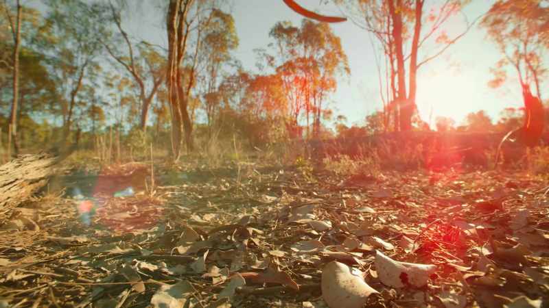 As temperatures soar to 50 degrees, gum leaves wither and fall