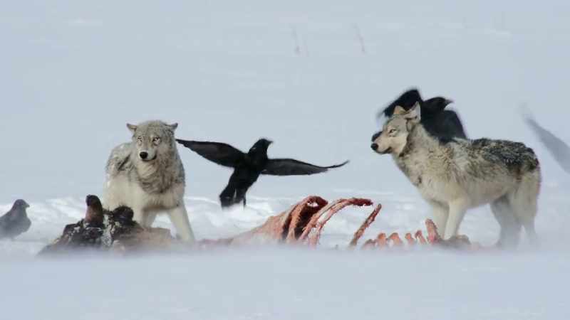 As the alphas finish their turn at the carcass
