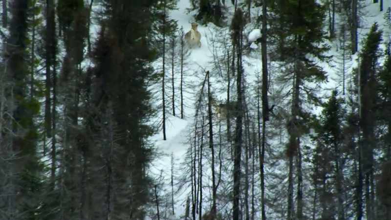 As the caribou scatter
