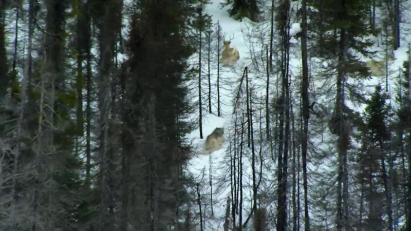 As the caribou scatter