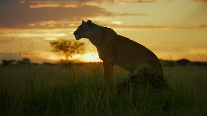 As the day fades, Kali is watching
