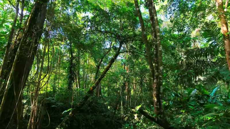 As the forest matures, more intricate relationships develop