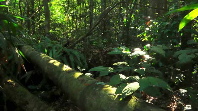 As the glade is overgrown