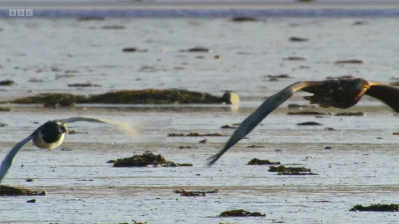 As the goose turns