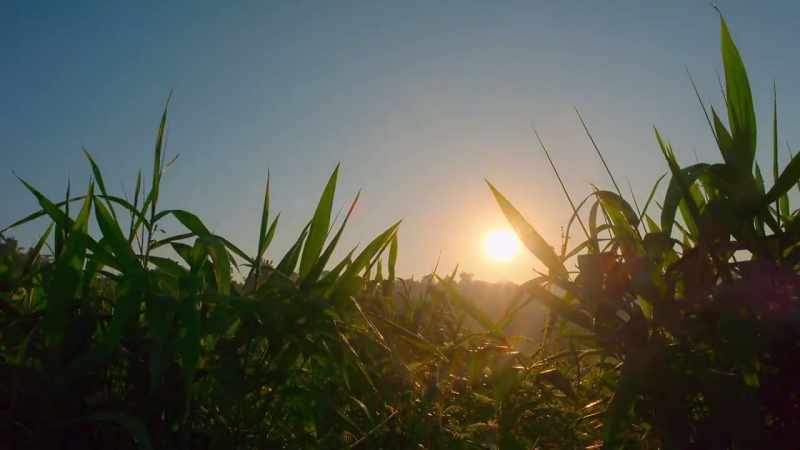 As the harvest season progresses