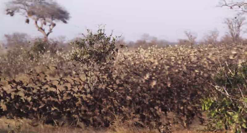 As the lands around dry, quelea are forced to migrate