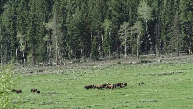 As the mollies push the bison uphill