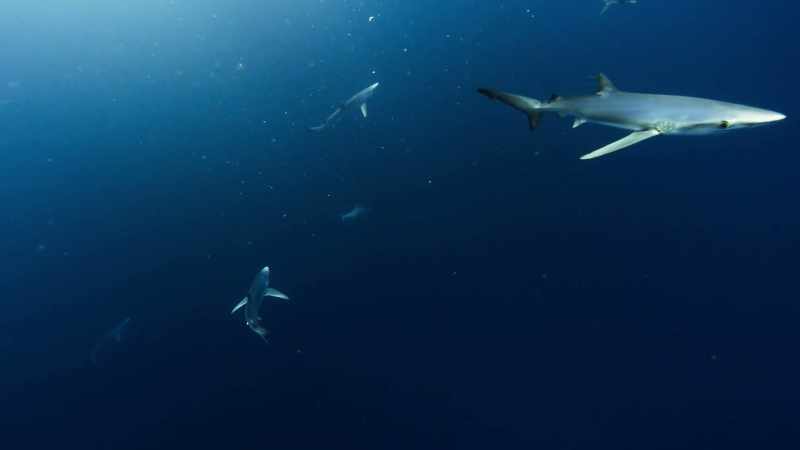 As the oils from this dead whale spread more widely