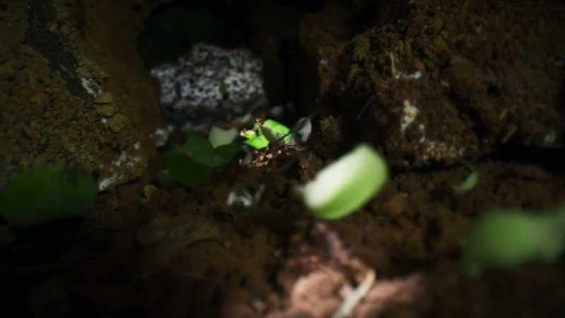 As the poison takes effect, the ants sense