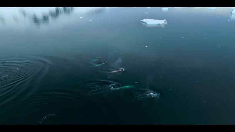 As the sea ice declines, so do their prospects