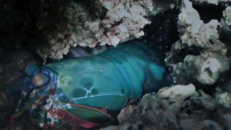 As the shrimp turns