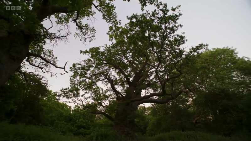 As the sun sets, the oak tree's night shift appears