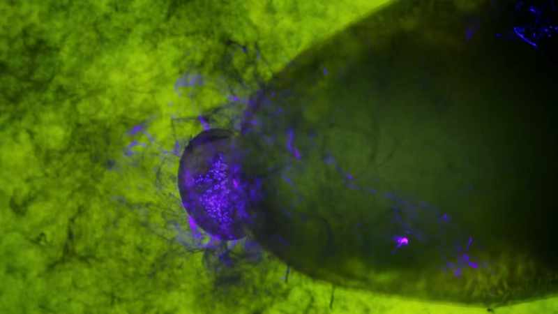 As the tadpoles eat