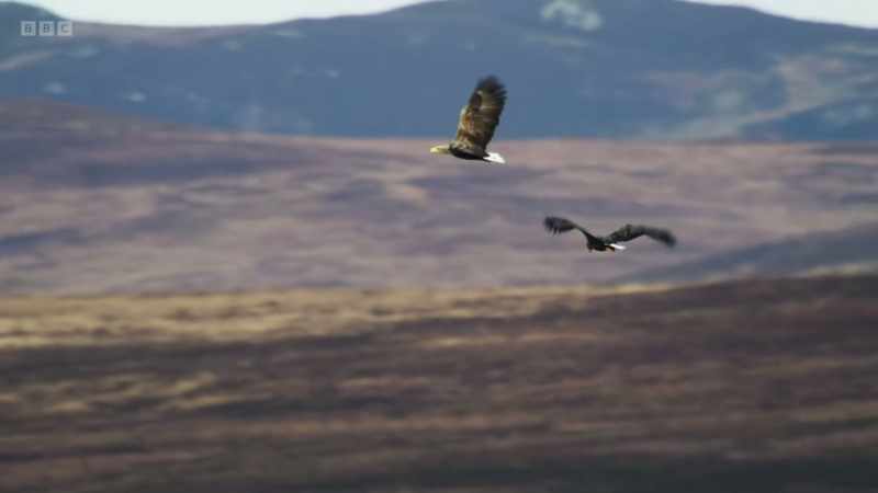 As the team get to know these birds intimately