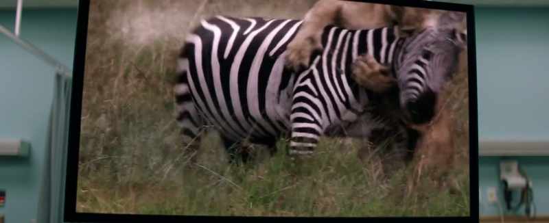 As for the zebra, there is no escape
