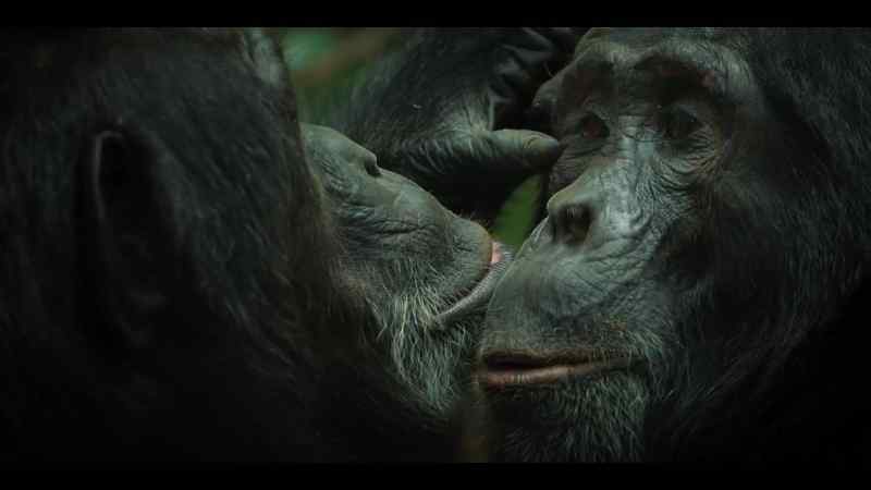As their closest relatives