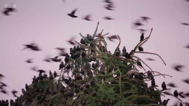 As their numbers increase, so does the noise