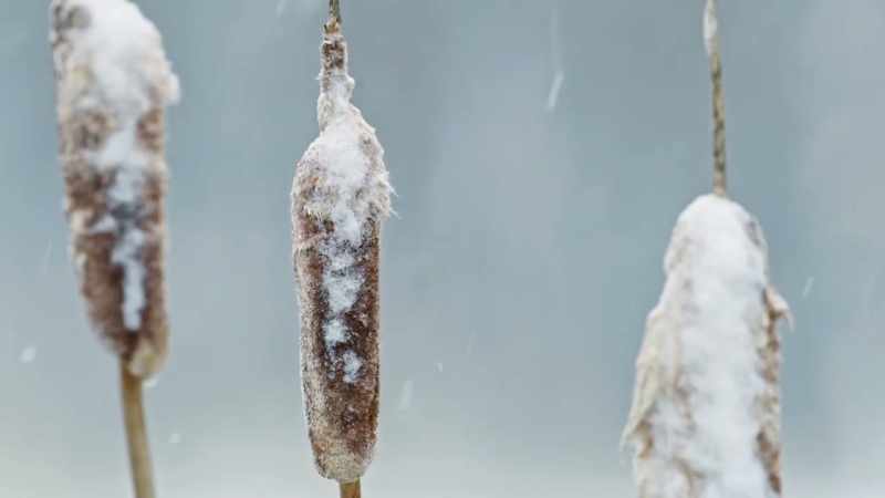 As these ephemeral marshes come to life