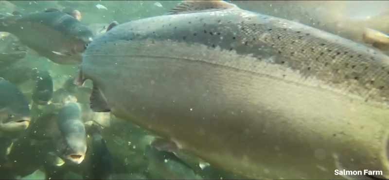 As thousands of fish are kept close together