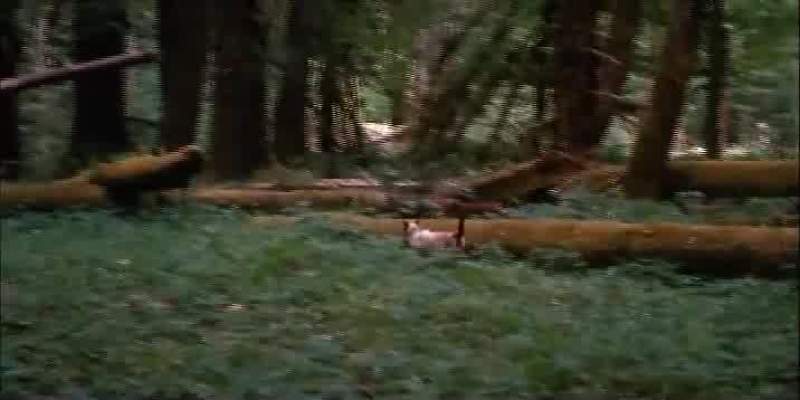 As he went deeper and deeper into the forest