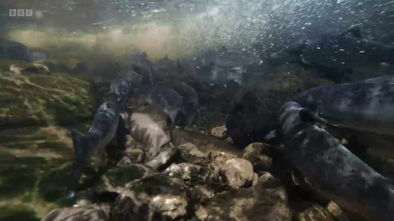 As they will no longer eat, conserving energy is key