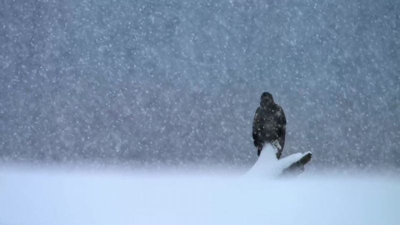 As winter advances