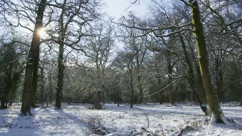 As winter loosens its grip - flowers emerge