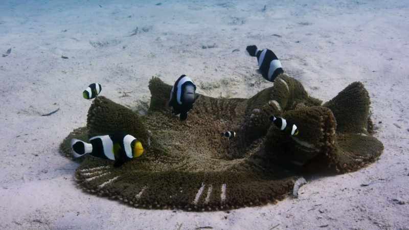 As with all clownfish