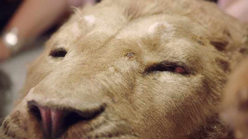 Aslan is, you know, one of the coolest things here