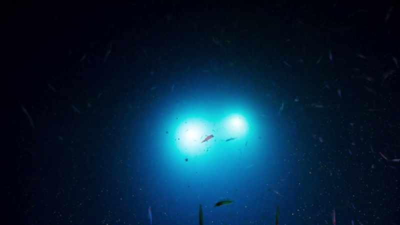 Astonishingly, in the deep sea