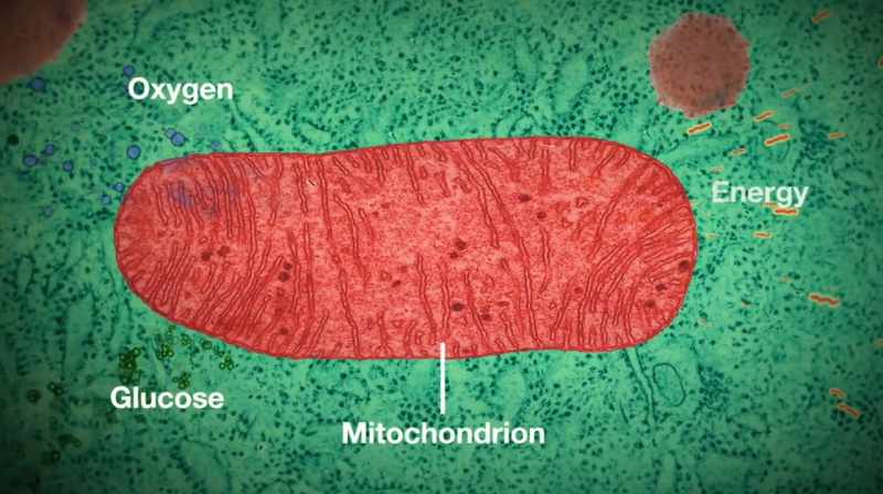 At a cellular level you become less and less effective like a wound down clock