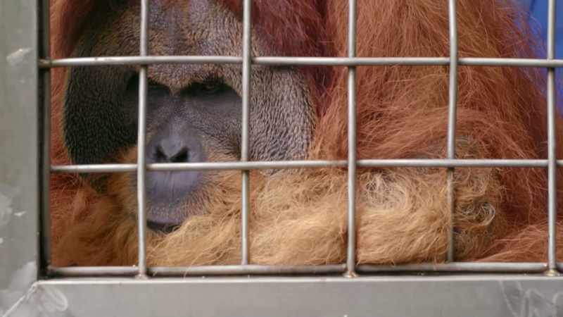 At a place called Orangutan Haven