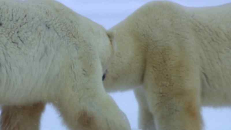 At almost 400 kilograms, both bears are heavyweights