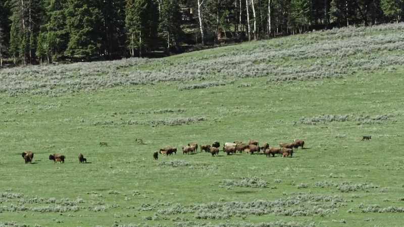 At any moment, the wolf pack could return to defend its kill