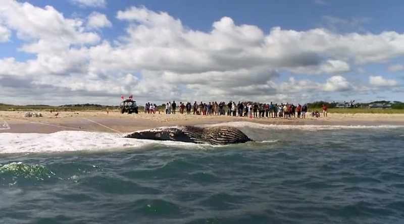 At first, locals and tourists approach cautiously