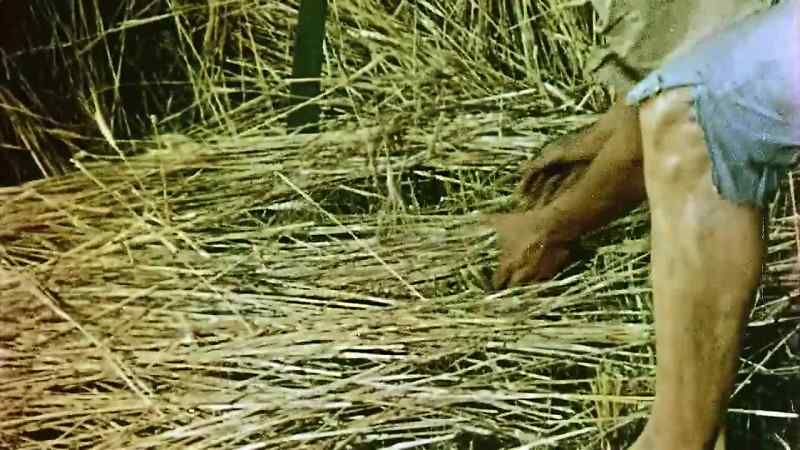 At last a full harvest