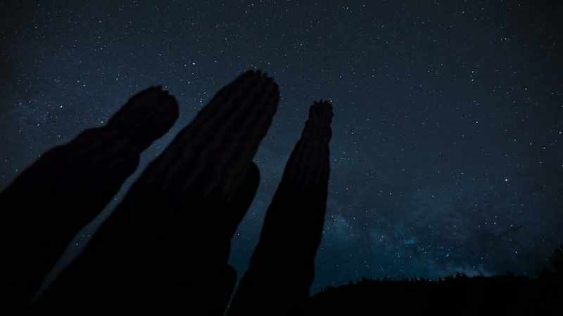 At night, the cactus opens its pores in order to respire