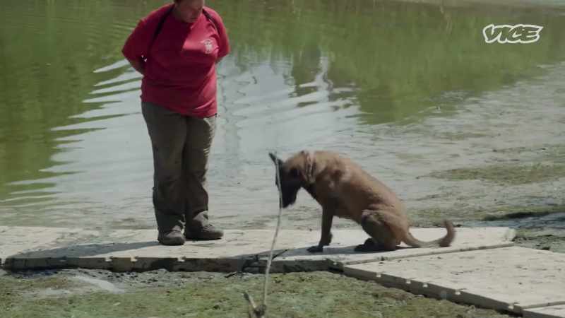 At this point, cadaver dogs have scoured locations