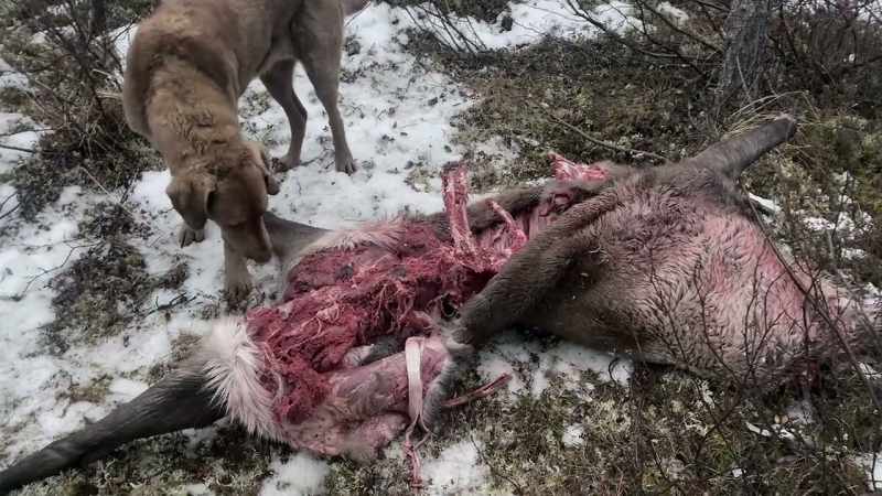 At that point, the bear has claimed that kill