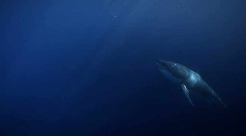 At this stage, a shark is using its eyesight