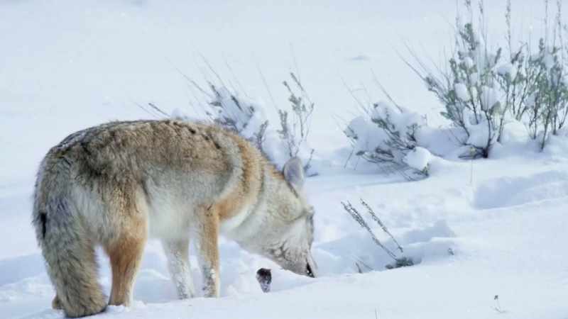 At the bison's carcass