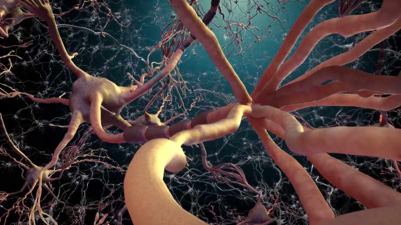 At the end of a cell is a synapse