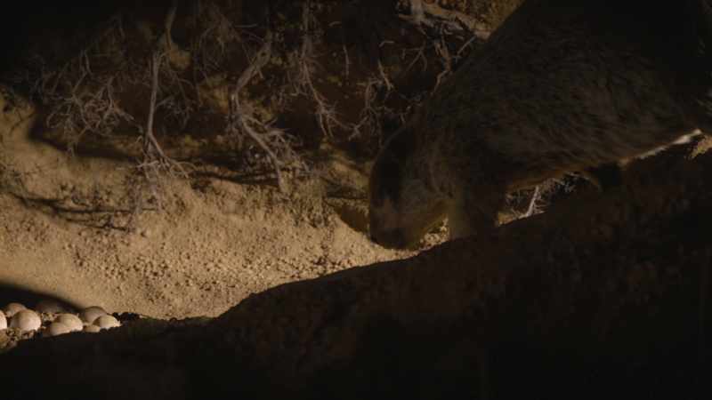 At the end of this tunnel, there are eggs