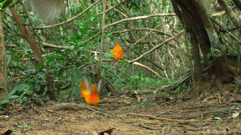 At the lek