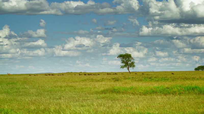 At this time of year, the grass is high