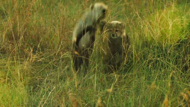 At times like this, cubs should be neither seen nor heard