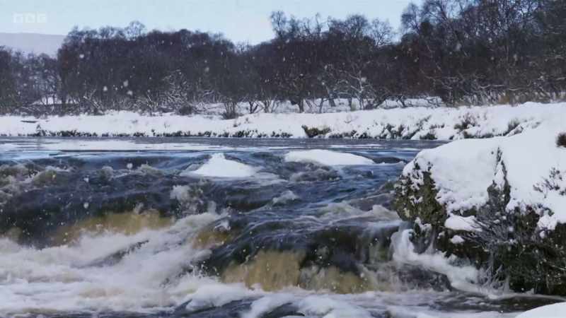 Atlantic salmon were once common across Britain and Ireland