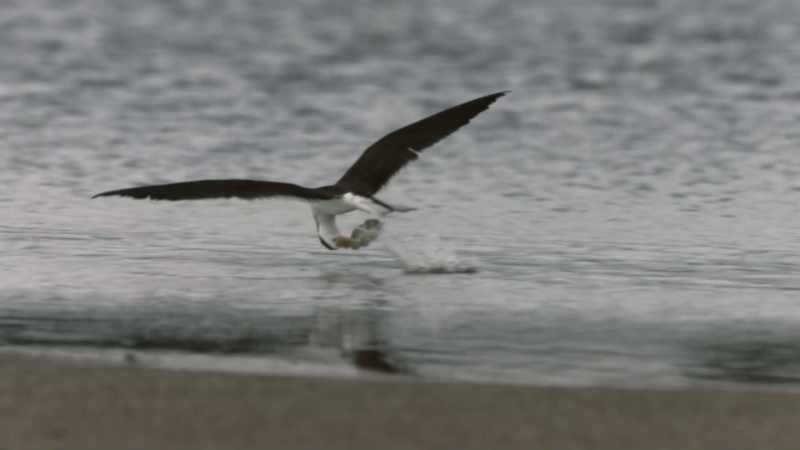 [Attenborough] A skimmer's neck is built to absorb sudden impacts